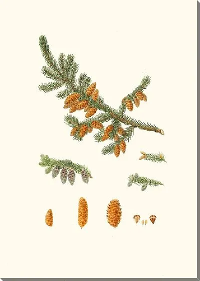 Картина Красная сосна Ньюфаундленда (1837 г.)