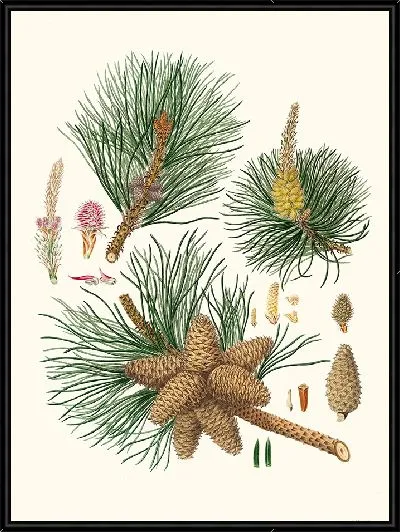 Картина Сосна виргинская трехлистная (1837)