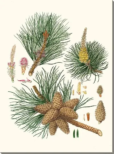 Картина Сосна виргинская трехлистная (1837)