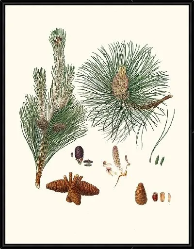 Картина Смоляная сосна (1837 г.)