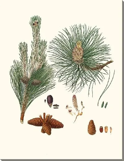 Картина Смоляная сосна (1837 г.)