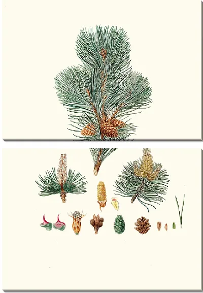Картина Горная сосна (1837)