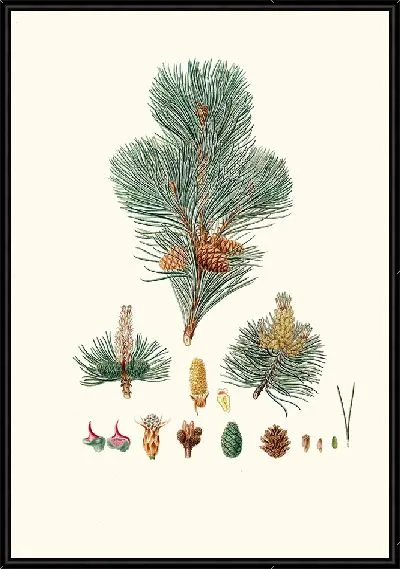 Картина Горная сосна (1837)