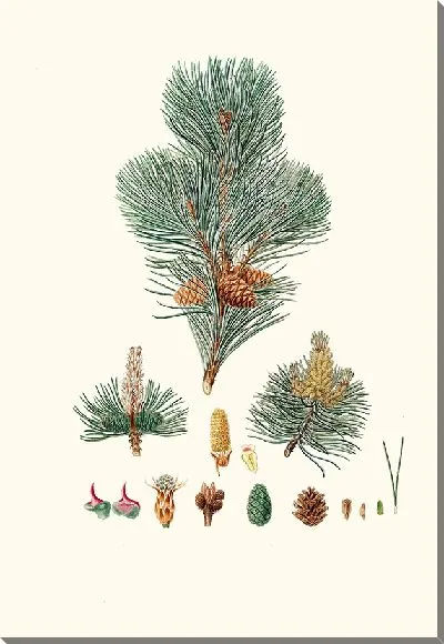 Картина Горная сосна (1837)