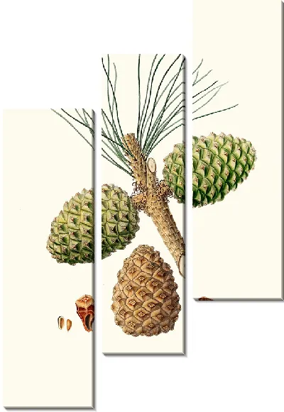 Картина Кедровая сосна (1837)