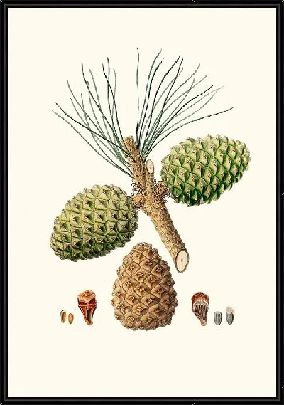 Картина Кедровая сосна (1837)