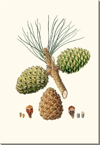 Картина Кедровая сосна (1837)