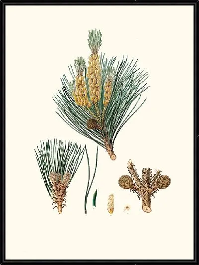 Картина Кедровая сосна 2 (1837 г.)