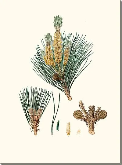 Картина Кедровая сосна 2 (1837 г.)