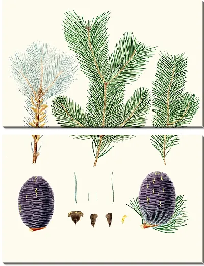 Картина Pinus pindrow - Пихта зубчатая (1837)