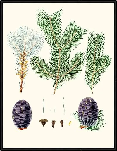 Картина Pinus pindrow - Пихта зубчатая (1837)