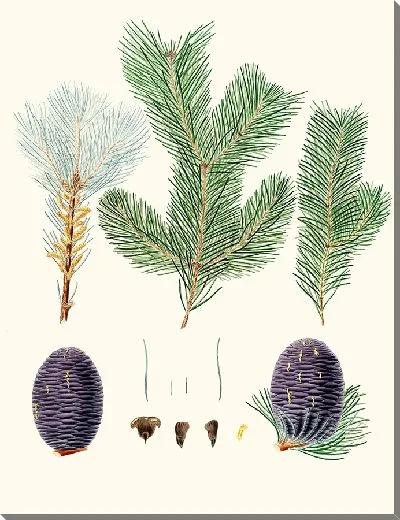 Картина Pinus pindrow - Пихта зубчатая (1837)