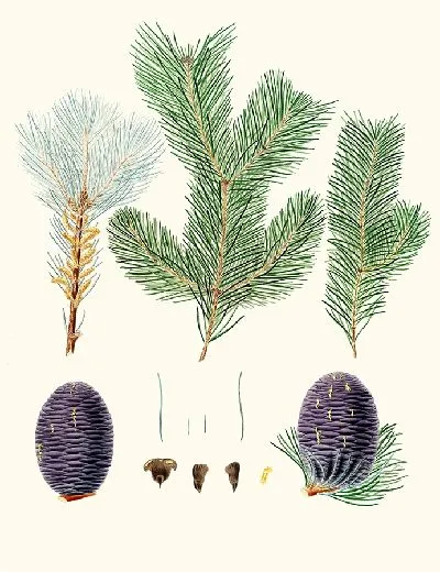 Картина Pinus pindrow - Пихта зубчатая (1837)