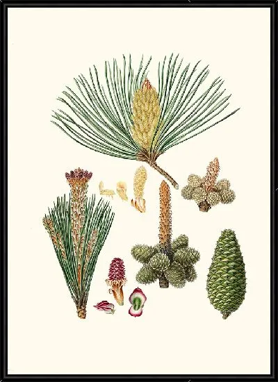 Картина Пинастер или гроздовая сосна (1837 г.)