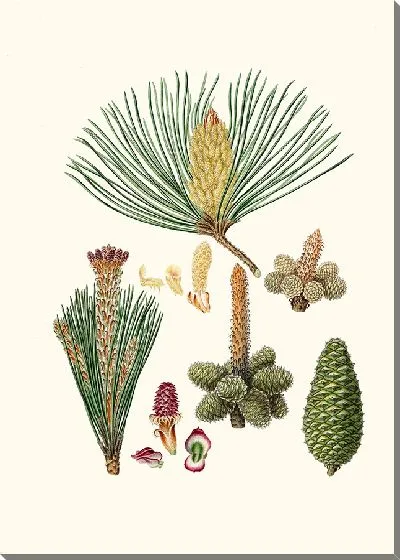 Картина Пинастер или гроздовая сосна (1837 г.)