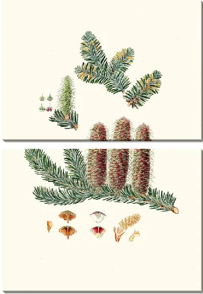 Картина Пихта серебристая (1837 г.)