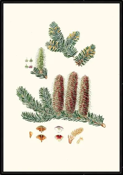 Картина Пихта серебристая (1837 г.)
