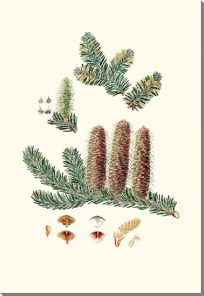 Картина Пихта серебристая (1837 г.)