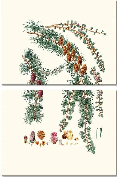 Картина Лиственница черная (1837 г.)