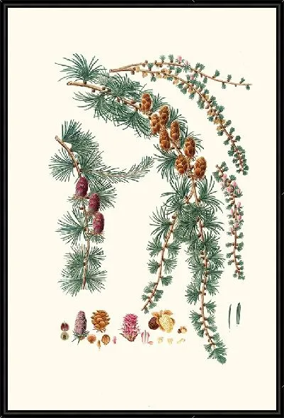 Картина Лиственница черная (1837 г.)