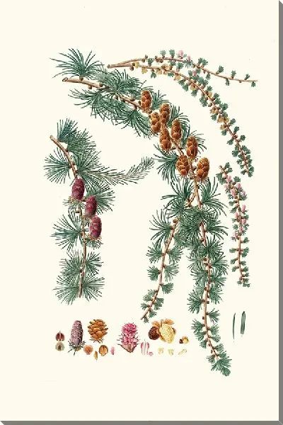 Картина Лиственница черная (1837 г.)