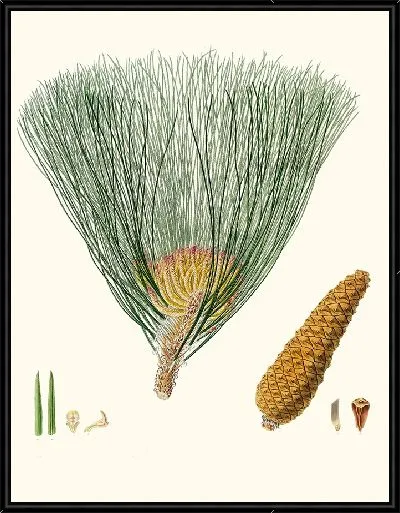 Картина Болотная сосна (1837 г.)