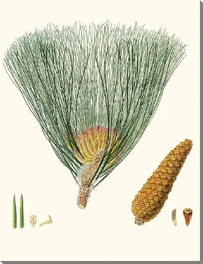 Картина Болотная сосна (1837 г.)