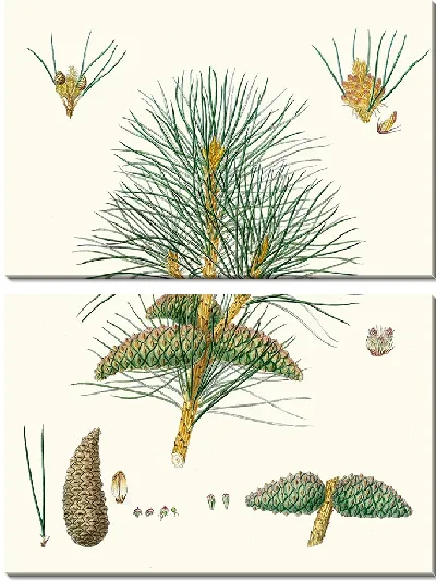 Картина Сосна татарская (1837)