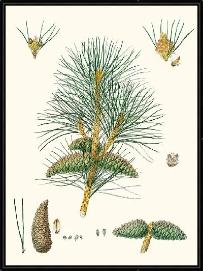 Картина Сосна татарская (1837)