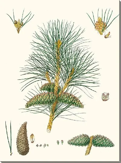 Картина Сосна татарская (1837)