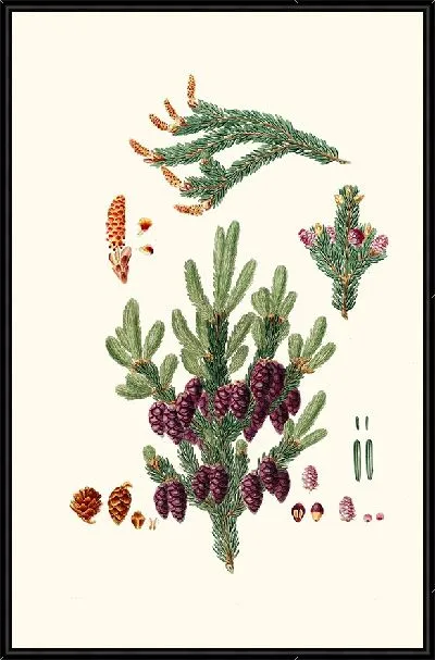 Картина Сосна черная ель (1837 г.)