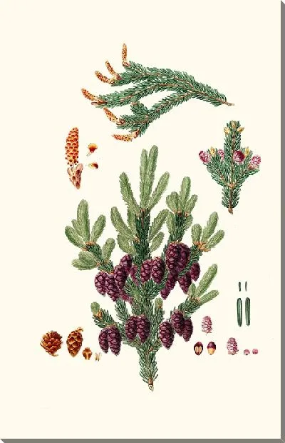 Картина Сосна черная ель (1837 г.)