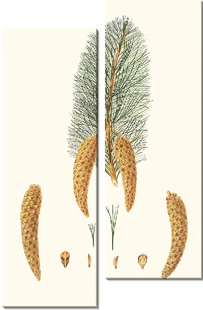 Картина Коротколистная сосна Веймута (1837 г.)