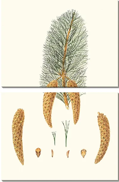 Картина Коротколистная сосна Веймута (1837 г.)