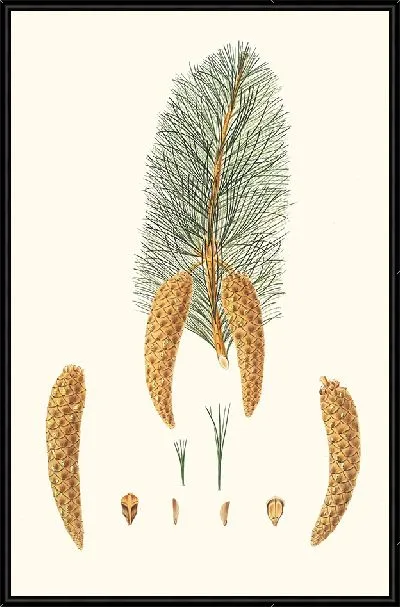Картина Коротколистная сосна Веймута (1837 г.)
