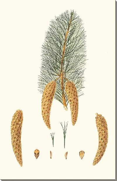 Картина Коротколистная сосна Веймута (1837 г.)