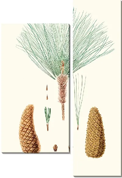 Картина Мексиканская сосна грубоветвистая (1837)