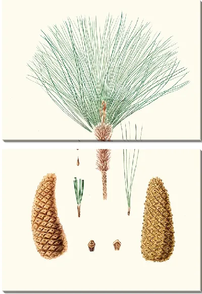 Картина Мексиканская сосна грубоветвистая (1837)