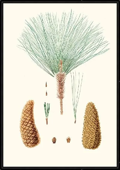 Картина Мексиканская сосна грубоветвистая (1837)