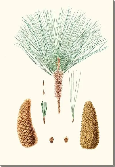 Картина Мексиканская сосна грубоветвистая (1837)