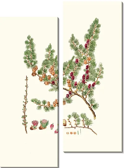 Картина Лиственница красная (1837 год)