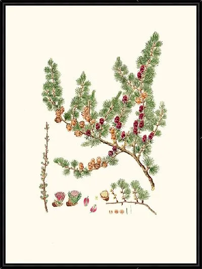 Картина Лиственница красная (1837 год)