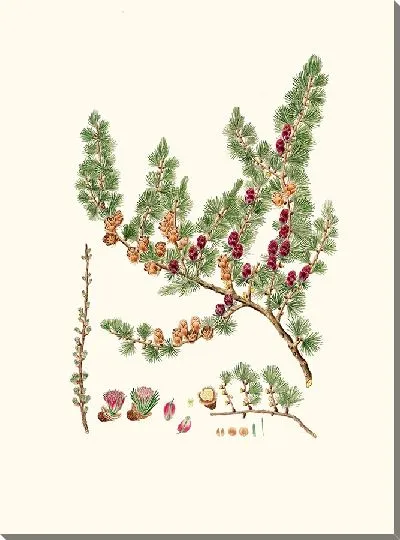 Картина Лиственница красная (1837 год)