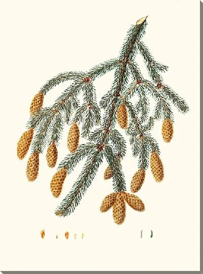 Картина Пихта бородавчатая (1837)