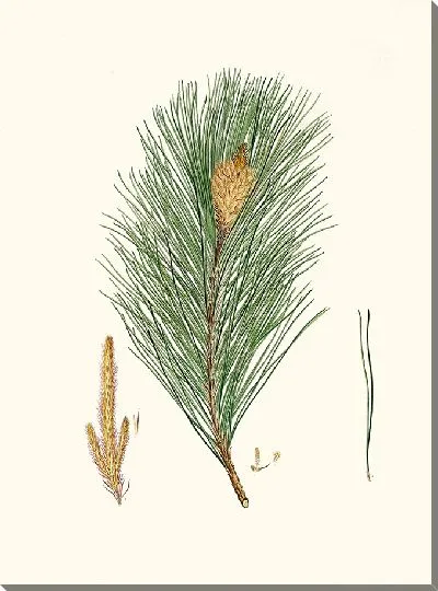 Картина Сосна индийская (1837 г.)