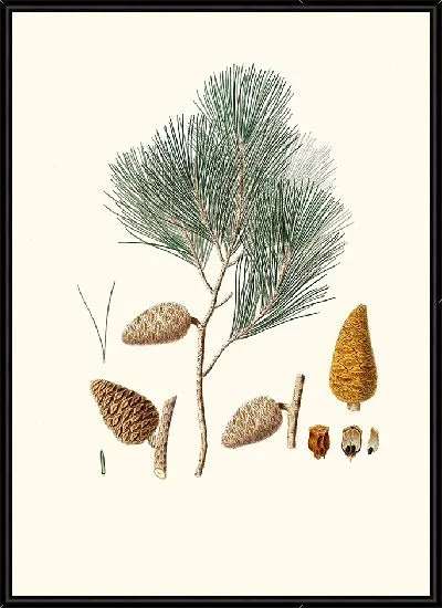 Картина Приморская сосна (1837 г.)