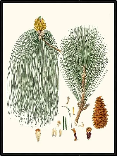 Картина Сосна индийская длиннолистная (1837 г.)