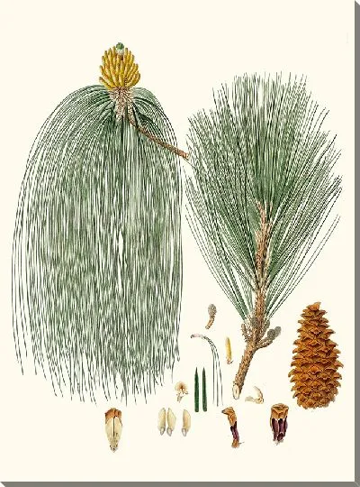 Картина Сосна индийская длиннолистная (1837 г.)