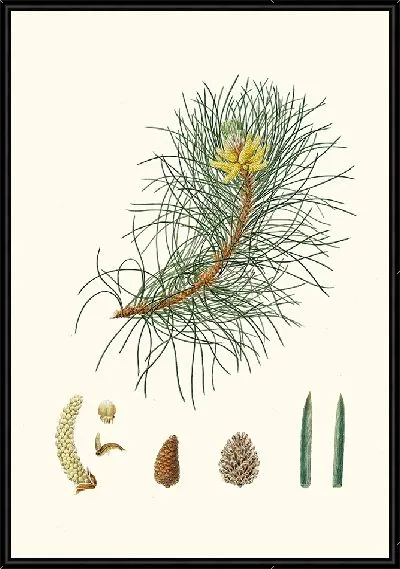Картина Корсиканская сосна (1837 г.)