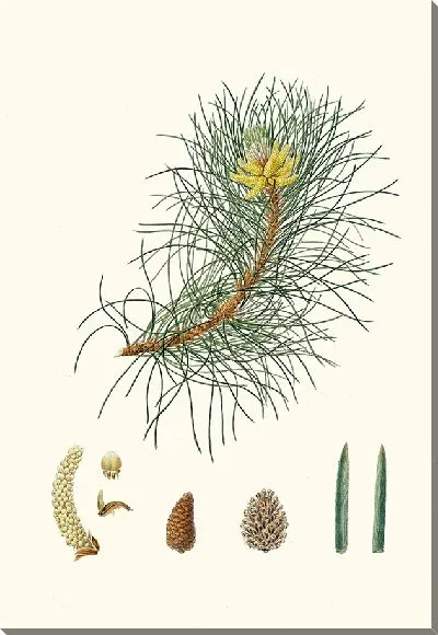 Картина Корсиканская сосна (1837 г.)